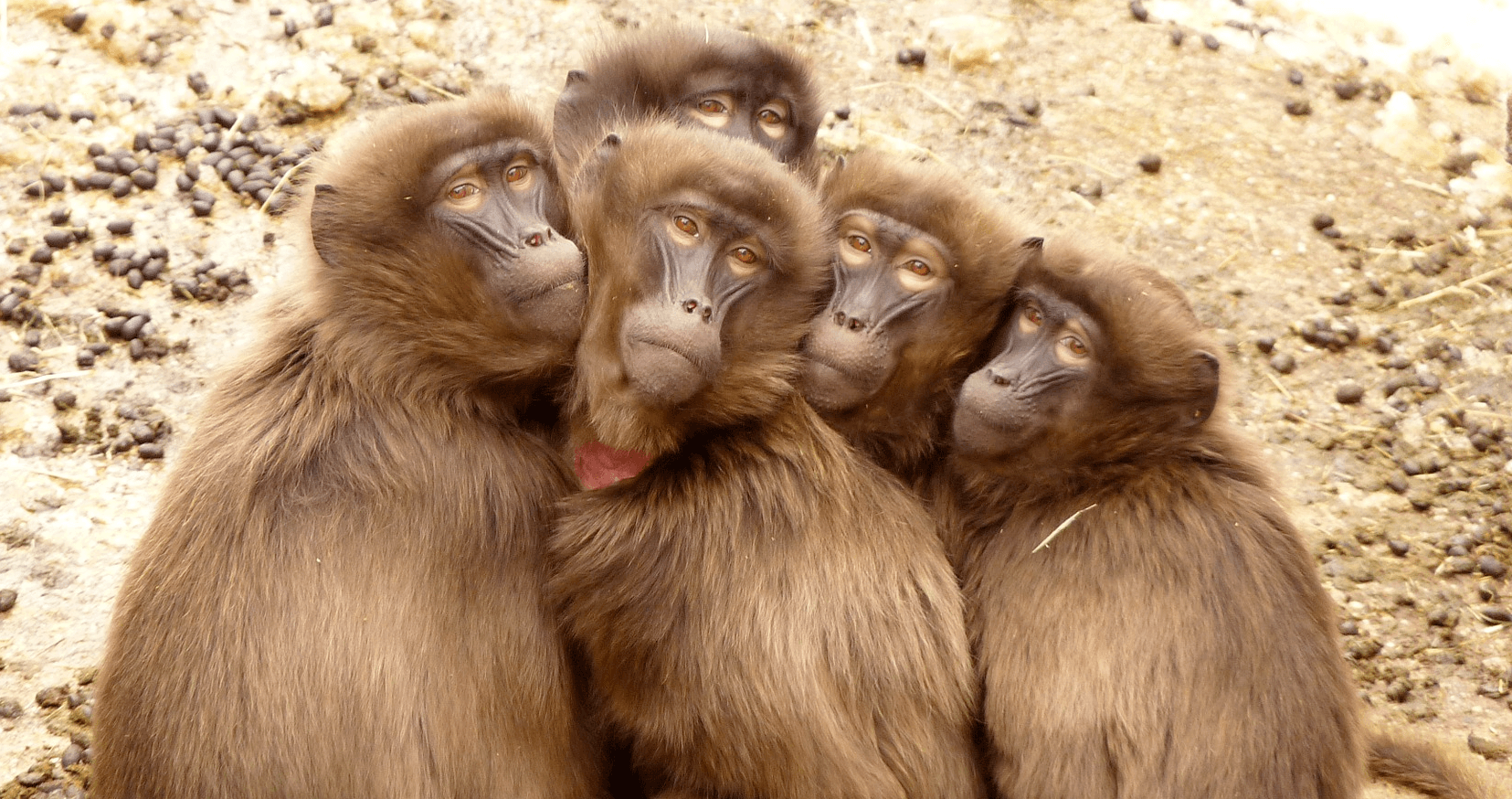 Beskrivning för "Is your Organization Like a Group of Monkeys?"
