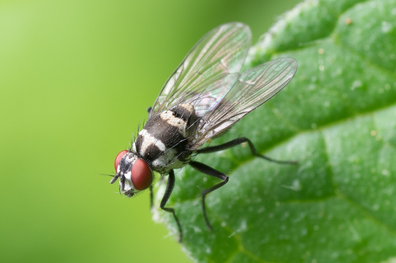 Beskrivning för "Vad är liknelsen mellan en fluga och förbättringsarbete?"